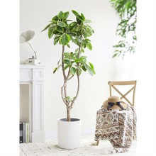 ���~���~��Ƥ�������S���Ÿ��F���҃��k���Һ��B�͏d�Gֲ����ֲ��