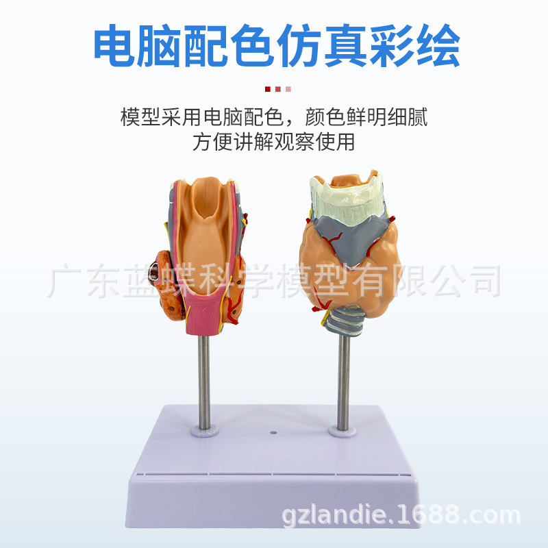 ���岡����״��ģ�ͼ׿��׵��ڷ���ϵͳҽѧ���ʼ�״�ٺ�ͷ�̾�