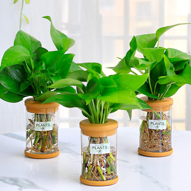 グリーンラタン水耕栽培ホルムアルデヒド除去鉢植え金のなる木ミント富竹屋内花緑植物オフィスグリーンラタン|undefined