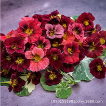 ļ_ɏNԻֲ҃׻ܴ⻨N