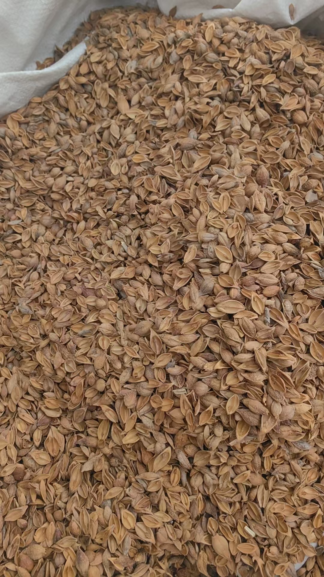 Forsythia Fruit Lian Qiao Dried Herb Natural Sun Dried Traditional TCM Decoction Pieces 500g quality and texture