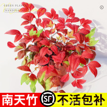 火焰南天竹水培水养盆栽老桩树苗好养真绿植客厅室外 竹子苗 盆景