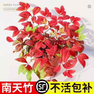 ����������ˮ��ˮ�B�����Ϙ�������B��Gֲ�͏d���� ������ �辰