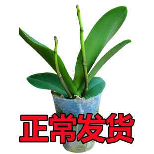 �p���������m�����m�����玧�����������҃Ȼ����B�׳ɻ�