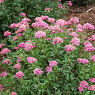 ��������G�h��ľɫ�K��tɫ�����չ��������~������Ʒ�NȫҎ���R