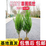树苗松柏龙柏扁侧柏四季常青绿化苗木宝塔松耐寒耐旱易成活