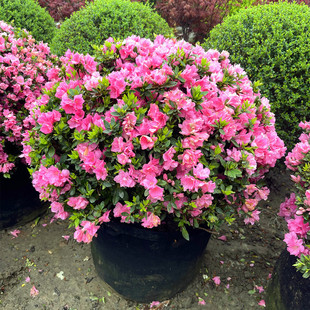 ���N������NֲͥԺ���@�G��ֲ�ﳣ�G�ͺ����ܾGֲ�����Rֲ��