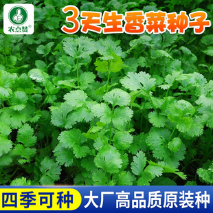 Coriander Seeds 3 Natural Large-Leaf Coriander Seeds for All-Season Balcony Vegetable Planting, Old Variety Small-Leaf Coriander
