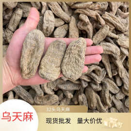 乌天麻32头小草坝产地批发一手货源昭通天麻干货散装量大价优