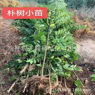 �Ә��� ���̾G���� С�~�Ә��� �Ә�С��С�~ɳ�� �Ә�ɳ�Ә�ռ��