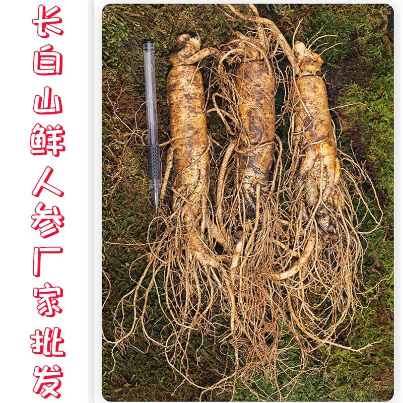 白頭山の新鮮な人参は今掘り出して新鮮な参の各種の規格を売って酒を入れてスープを煮てメーカーに参加して新鮮な参を卸売りします。|undefined