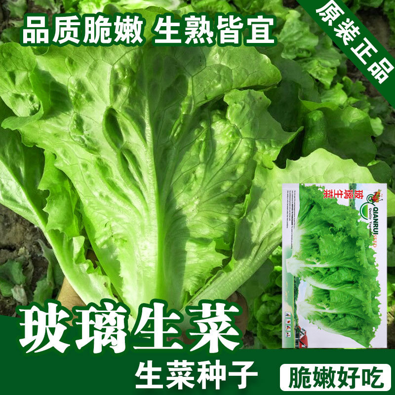 生菜种子生菜籽小青菜种子蔬菜种子菜种菜籽种子批发