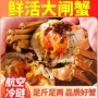 江苏代发礼盒装鲜活公蟹
