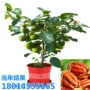 美国种植盆栽四季树苗