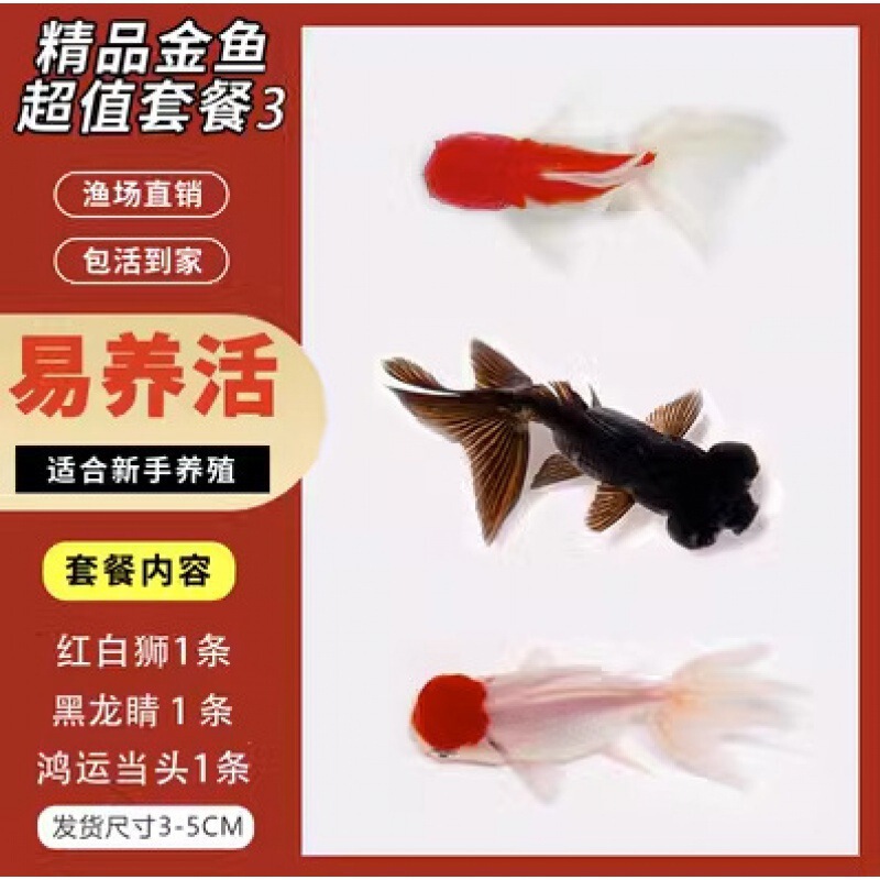 小金魚卸売、活魚、観賞魚、小卸売、鯉、鯉、三色赤白子頭、入門レベルの耐久性のあるヘアエクステンション|undefined