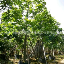 ֱN S \~ ~S t~S N  ~ľ