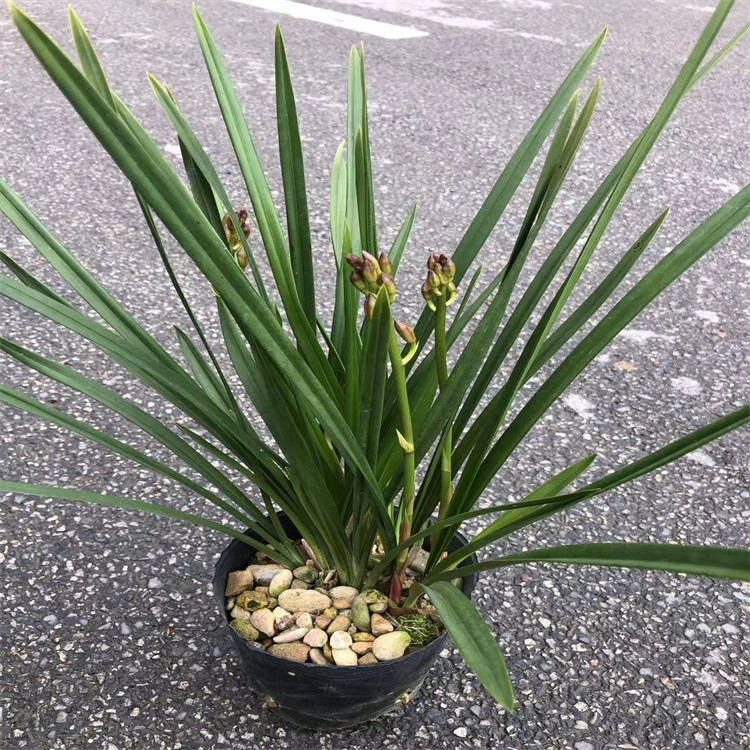 Фуцзянь Цветок Юнфу Цветок Орхидея Весенняя Орхидея Посадка Базы Оптовая