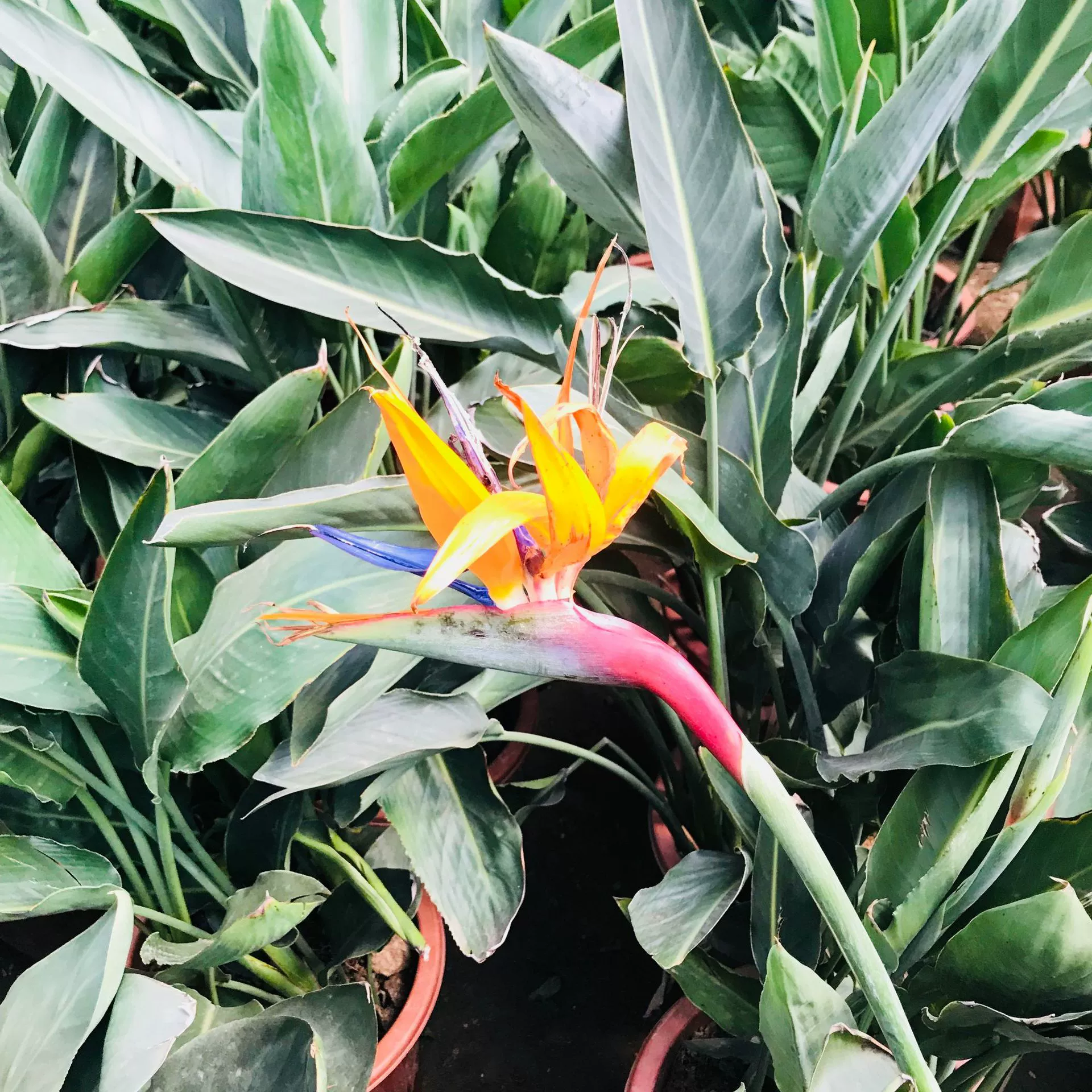 Cranowanglan Райская птица Комнатные растения в горшках Цветы Очищение Воздухопоглощающий Формальдегид Nordic Net Знаменитости Цветочные растения для просмотра