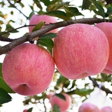 蘋果苗嫁接南方種植盆栽地栽北方特大蘋果樹果苗矮化果樹當年結果
