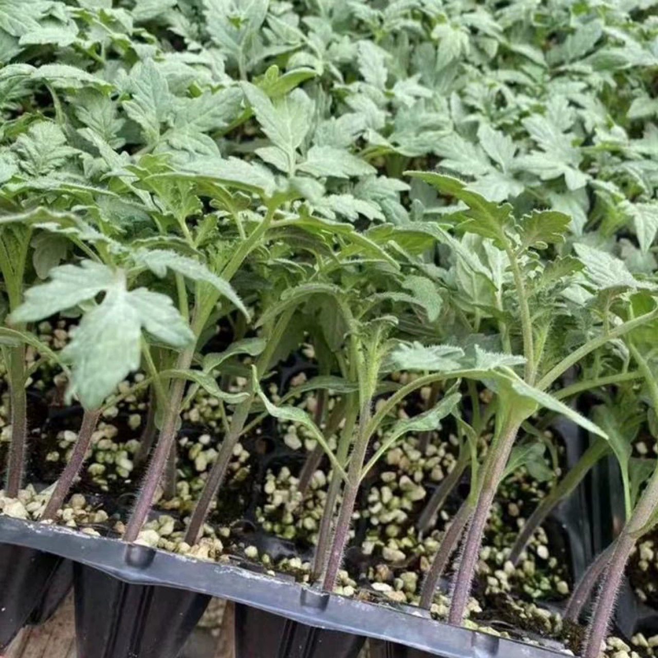 Семена Фруктов Томатов Нарезанные Даньдун Утюг Большая Рассада Томатов Клубника Хурма Рассада В Горшке Четыре Сезона Семена Овощных Культур