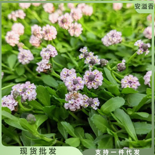 Jiyan Hanging Grass Potted Creeping Ground Cover Plant Lawn Courtyard Villa Garden Long Flowering Period Cold and Heat Resistant Evergreen All Year Round