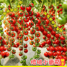 ҷѷNӡ}ŮС߲ˮ̨҃}Ů