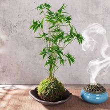 �������������ӷ�β���������װ����ֲ��������������㸻����