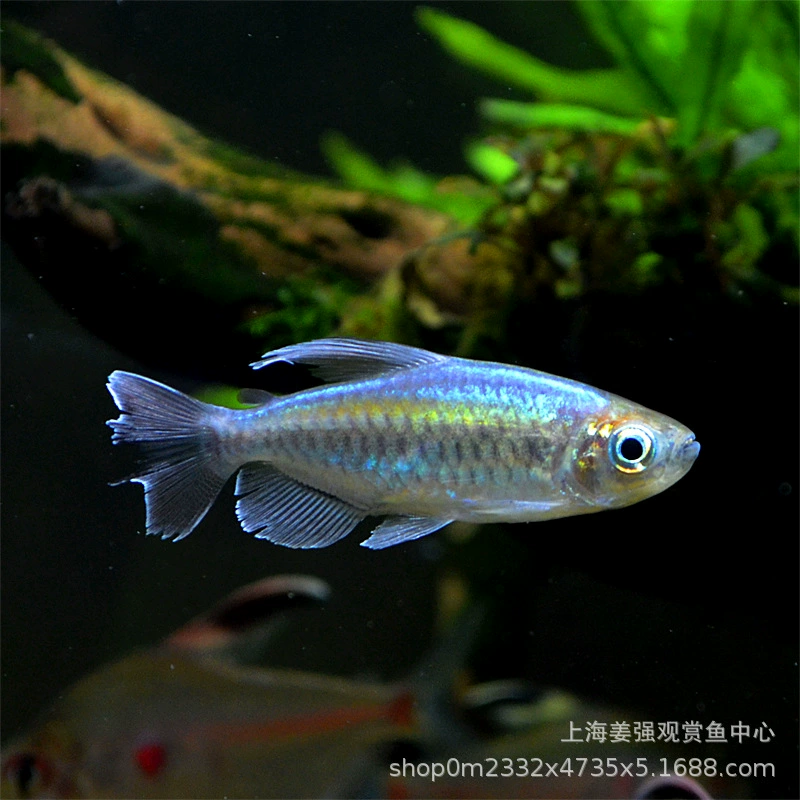 Тропические рыбы пресноводные рыбы Конго Русалка декоративные рыбы Трава Аквариум группа Плавание Рыба средняя рыба живое домашнее животное рыболовное место прямая партия