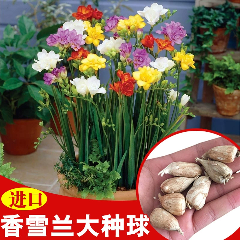 Импортированные шарики Xiangxuelan с двумя лепестками фрезии цветут в четыре сезона