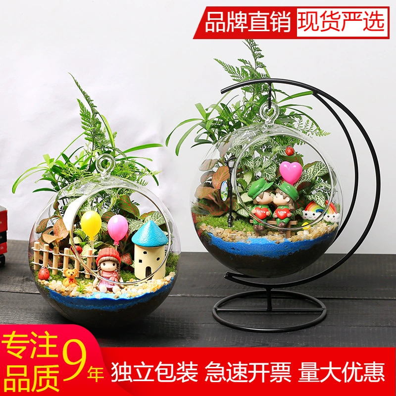 16 см верхний рот лунный кронштейн мох микро пейзаж экологическая подвесная бутылка DIY Материал Пакет Рабочий стол зеленое растение маленькое растение в горшке