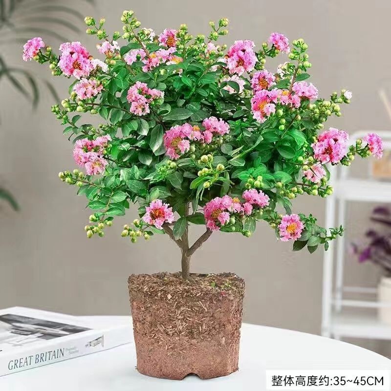 Summer Delivery with Flower Buds, Crape Myrtle Flower Potted Plant, Hundred-Day Red Flower, Balcony Courtyard Bonsai, High Temperature Resistant Plant Wholesale Summer Delivery with Flower Buds, Crape Myrtle Flower Potted Plant, Hundred-Day Red Flower, Balcony Courtyard Bonsai, High Temperature Resistant Plant Wholesale