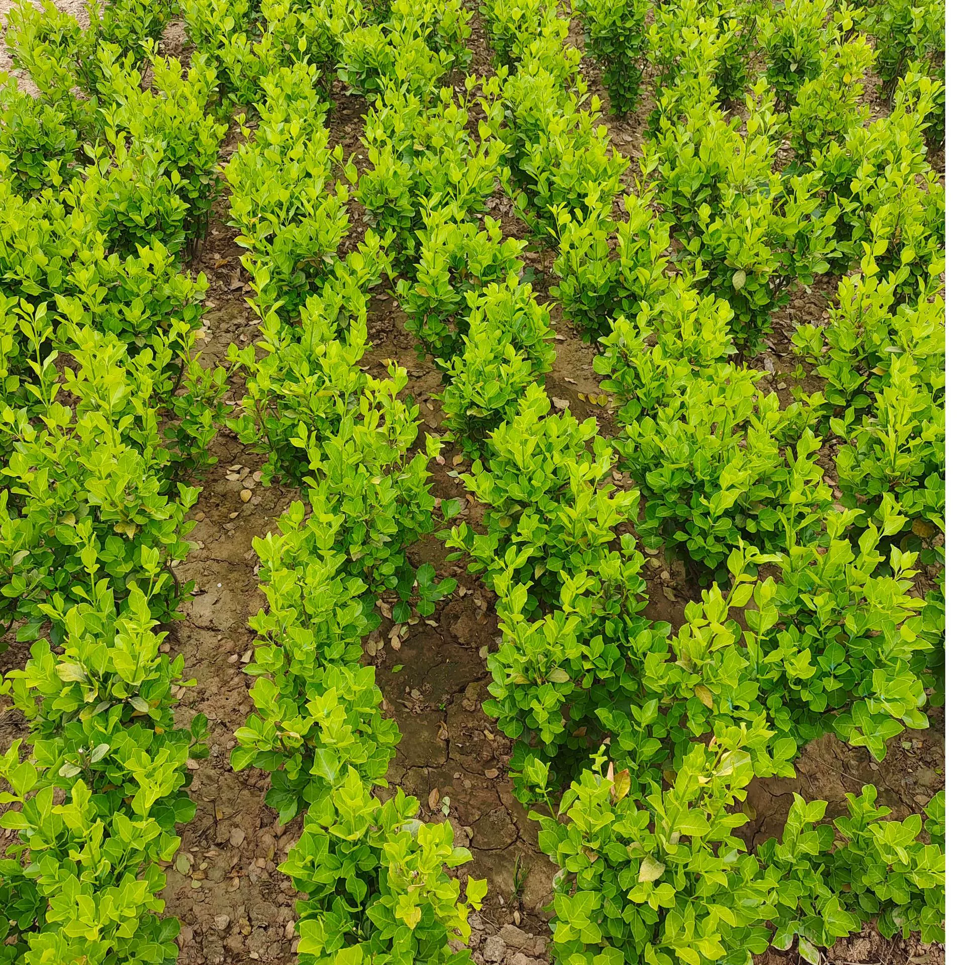 Оптовая Садовая Техника Озеленение Рассады Кустарник Семена Дыни Boxpoon Мяч Маленькие Листья Коробочная ложка Большие Листья Boxpoon Мяч Холли Рассада