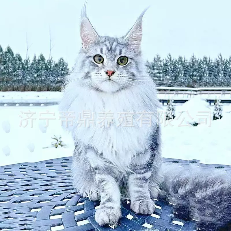 定制银虎缅因猫幼猫活体西伯利亚森林猫长毛猫宠物豹猫阿比猫活猫