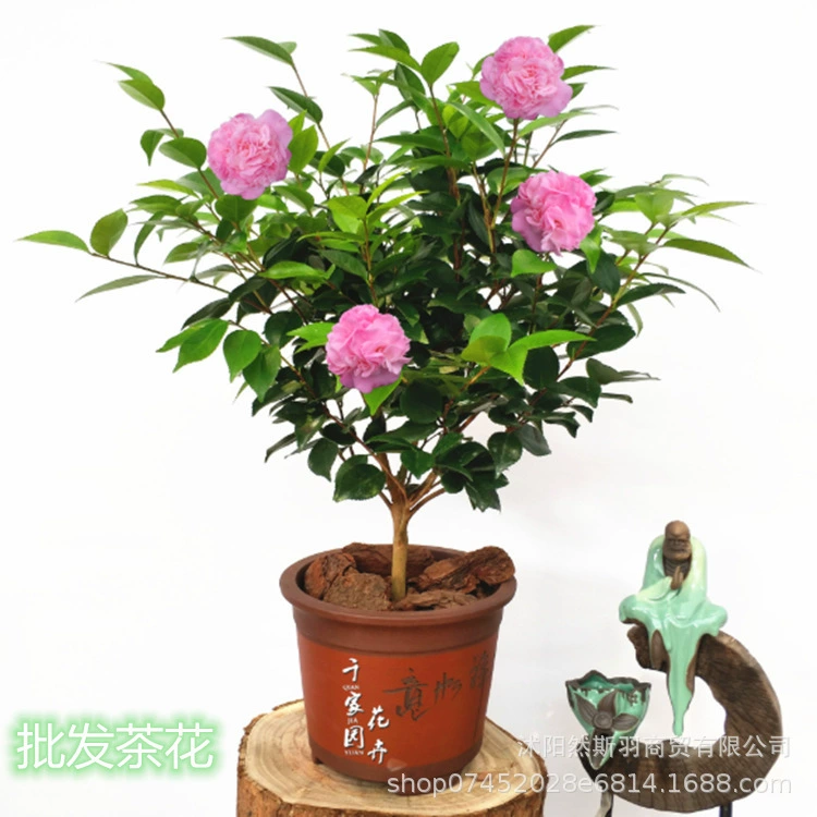 Оптовая рассада камелии Комнатные цветы с бутонами в помещении хорошее размножение Four Seasons цветет постоянно холодно и ароматно