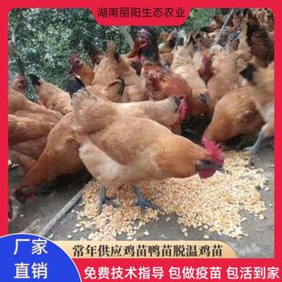 �u����w��ƨƤ�t���u�������ֱ�u�����u���r����BС�_���u���B