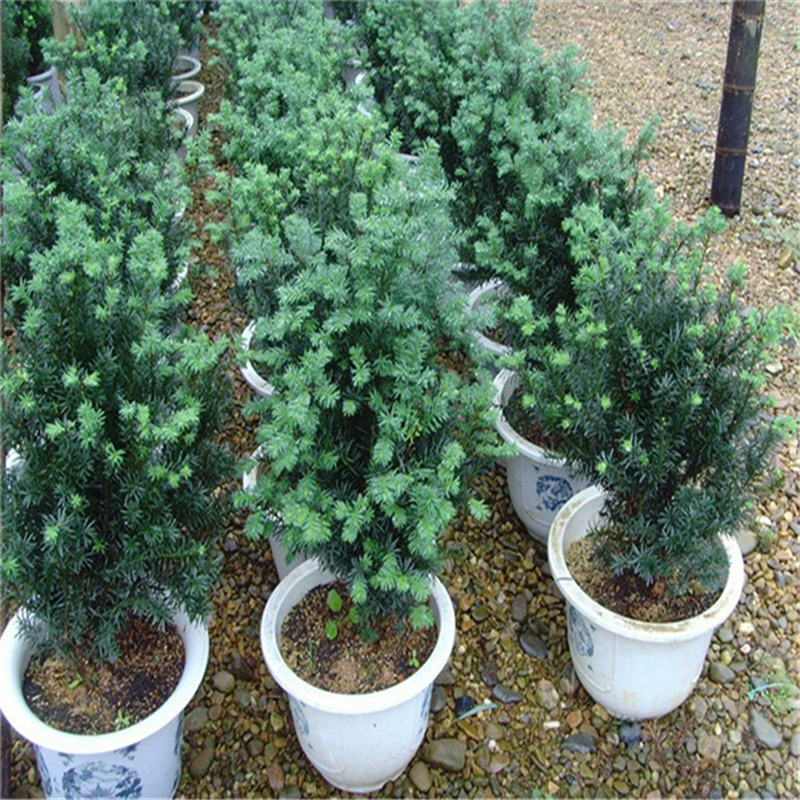 База Оптовые саженцы Тиса экономическое облесение саженцы двор крытый балкон зеленое растение бонсай