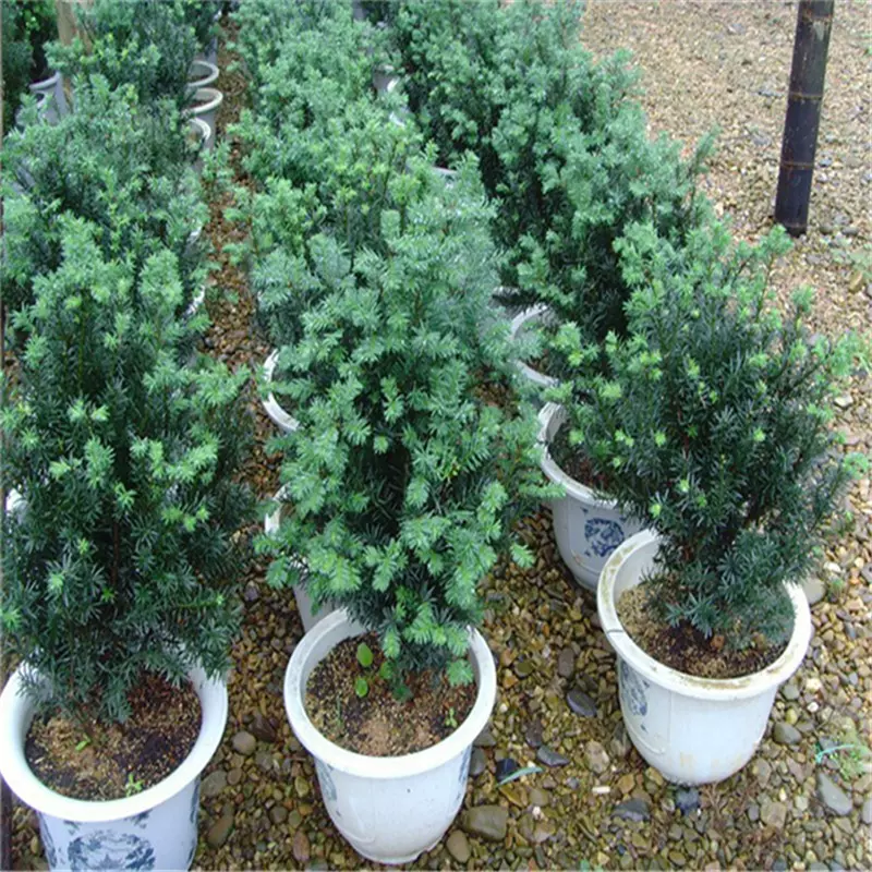 基地批发曼地亚红豆杉树苗经济造林苗木庭院室内阳台绿植盆栽盆景