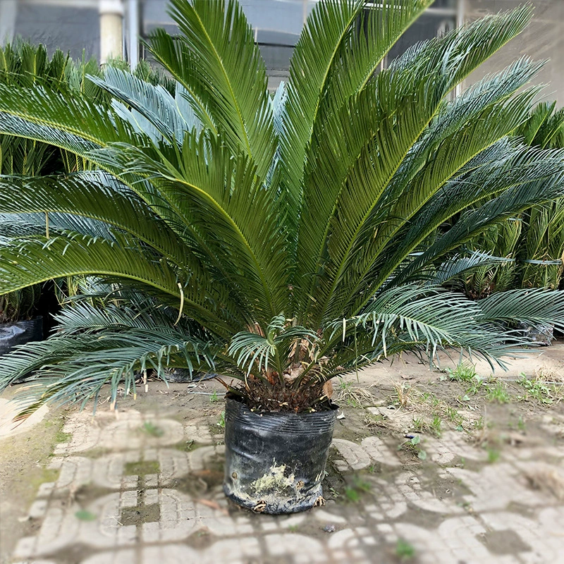 Саговниковое дерево хвост Феникса Железный хвост Феникса банан Феникс сосна в горшках озеленение саженцы пальмовые растения
