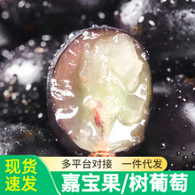 顺丰嘉宝果鲜新鲜树葡萄水果罕见大果整箱当季沙巴嘉宝果酸甜代发