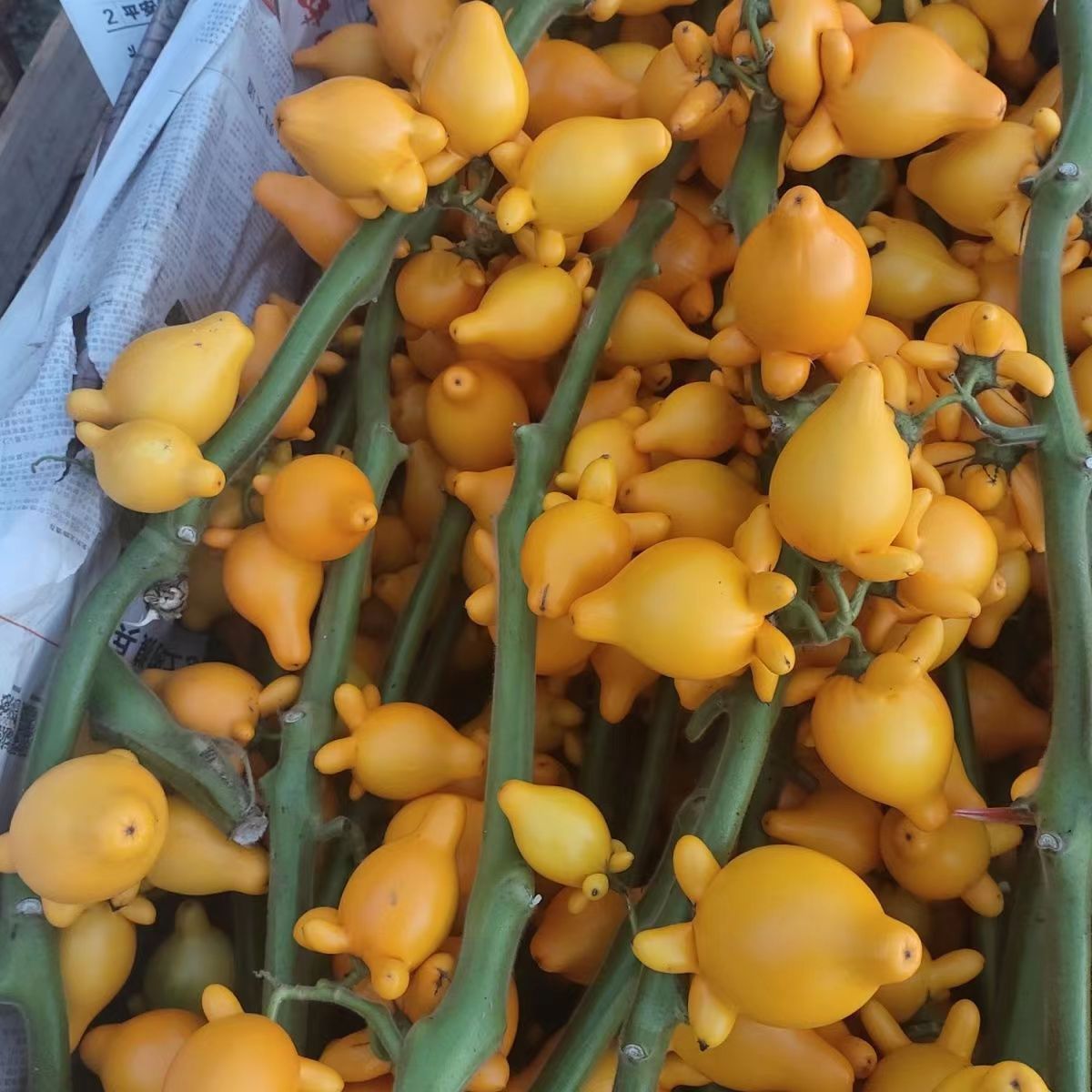 正宗五代同堂黄金果广西基地年宵花室内五指乳茄盆栽客厅水培盆景