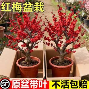 �ͺ��D÷����������ԭ���޽����F�׻��҃���ͥԺ�t÷�����Ϙ�����