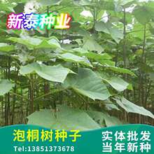 ��ͩ��N���p��ľ�|ľ�Ę�ľ�׻������ͩ��ͩ�乤�̾G���²ɷN��