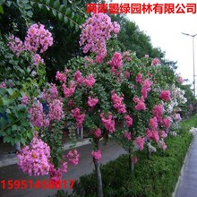 ��ޱ����t����ޱ���ռt�ϱ���ͥԺ�Nֲ�ļ��G��������ľ�L������