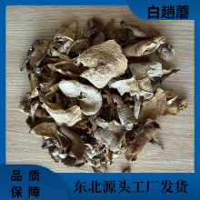 【商超餐饮专属】东北野生白趟蘑  一手货源  精挑细选山珍菌菇