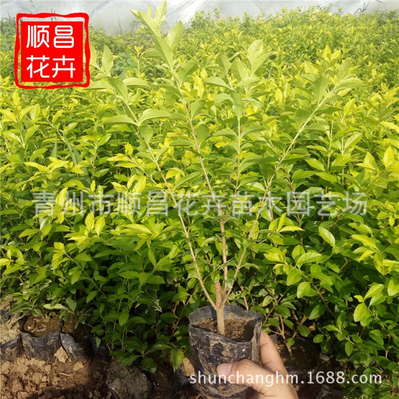 金叶女贞苗 庭院小区绿篱苗绿化工程色块苗 山东青州批发金叶女贞