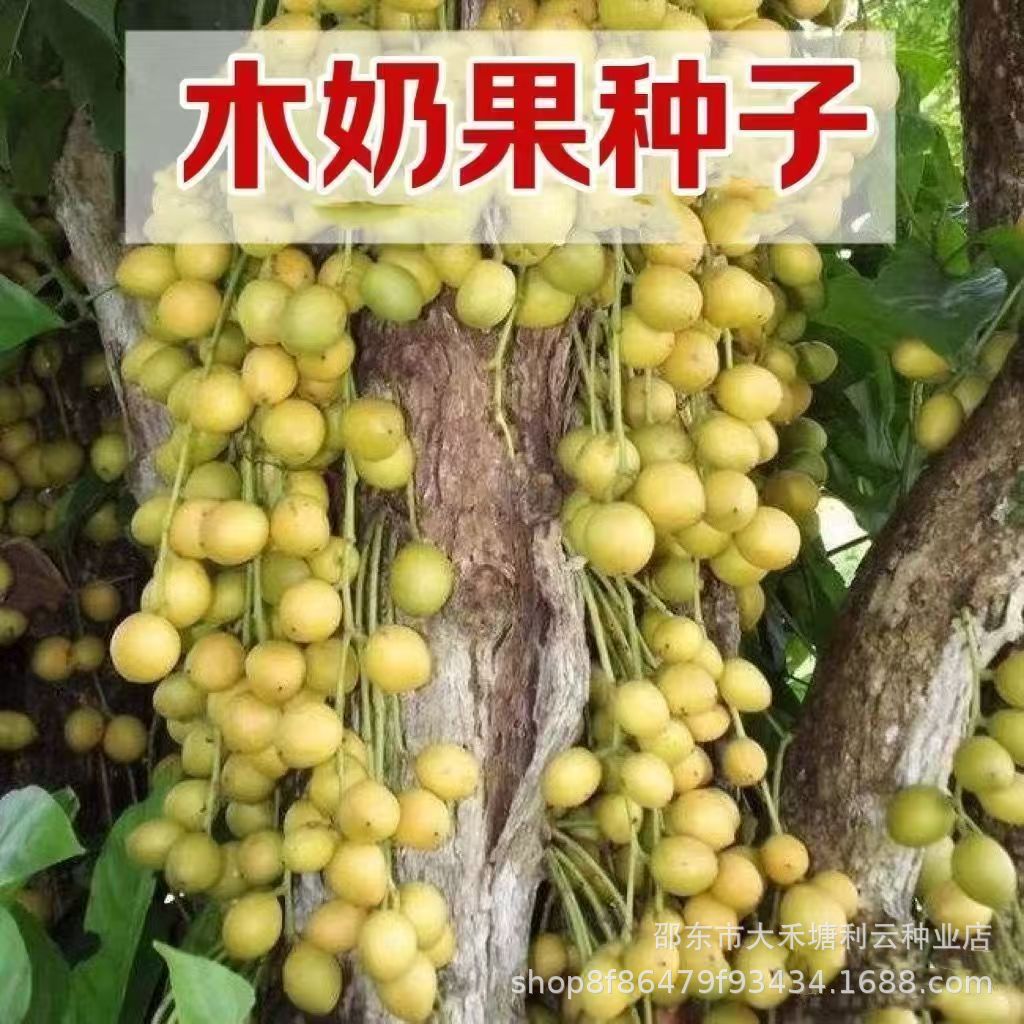 木奶果三丫果种子南方北方阳台盆栽地栽种植当年结果蔬菜水果种子