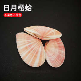 天然贝壳海螺粉蛤标本螺日月樱蛤鱼缸水族造景摆件创意家居装饰品