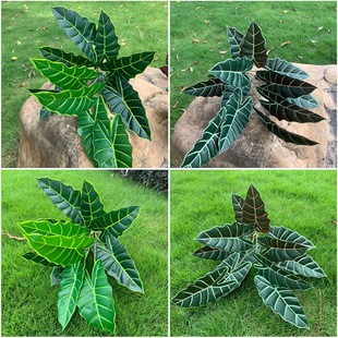 �������^�~ �Ҿ��b[������ ͥԺ����ֲ��������ԔzӰ���յ���