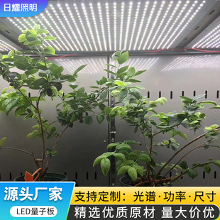 led���Ӱ��҃Ȼ��ܷ�̫�ֲ�����L��ȫ���V�t�׹ⷽ��ֲ���a���