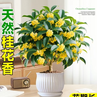 𻨘ļԿʳ_̨҃ͥԺͻֲ